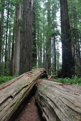 California Redwood Trees National Park