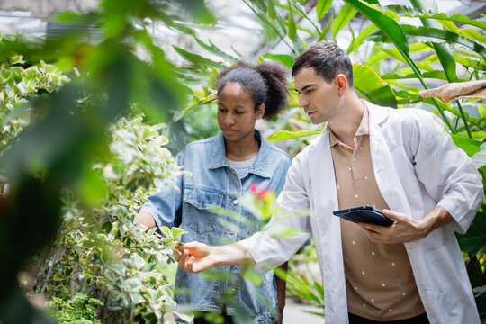Young agricultural research team is working in farm, where scientist in white coat examines plants carefully while collaborating with colleague in natural environment - Powered by Adobe