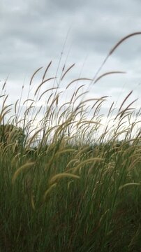 Foxtail grass sways gently in the countryside, moving rhythmically with the soft breeze. The golden tips of the grass shimmer under natural sunlight, creating a peaceful and calming rural landscape th