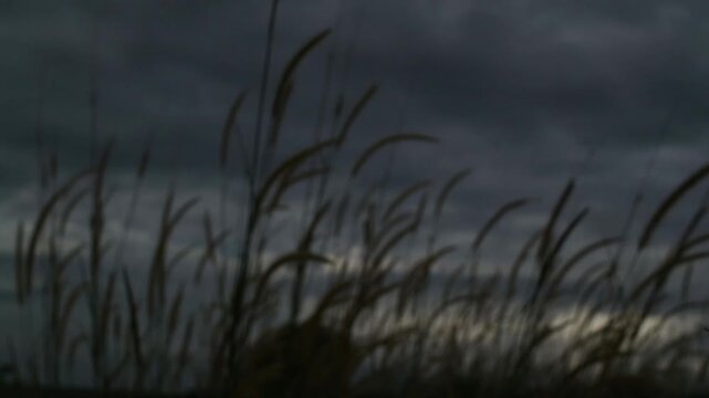 Foxtail grass sways gently in the countryside, moving rhythmically with the soft breeze. The golden tips of the grass shimmer under natural sunlight, creating a peaceful and calming rural landscape th