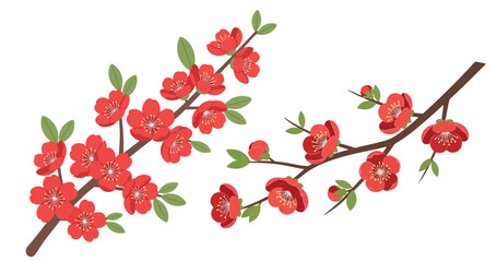 Chinese New Year Plum Blossom Flower Vector Isolated White