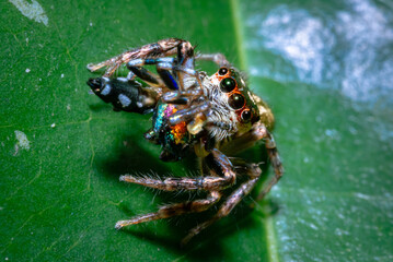 Fototapeta premium Jumping spider perched on a fresh leaf