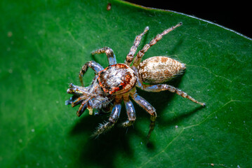 Jumping spider perched on a fresh leaf