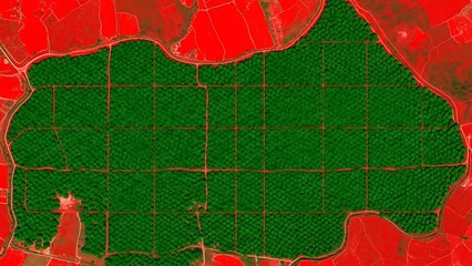 Remote sensing image of an expansive agricultural plantation structured with a precise grid pattern, illustrating large-scale land use and organized crop cultivation