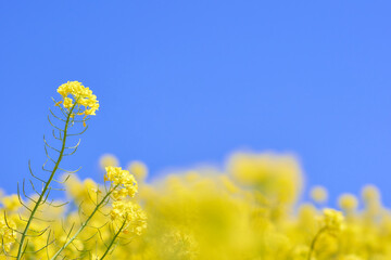 Obraz premium 雲のない青空背景に映える菜の花からし菜
