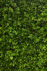 Obraz premium green leaf fence in the garden, natural background in springtime