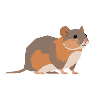 A cute domestic mouse with brown fur and a long tail sits isolated on a white background in a studio close-up of the small mammal