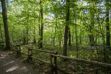 Green forest path with a rustic wooden fence surrounded by leafy trees. Peaceful natural scenery ideal for nature, hiking, and outdoor concepts.
