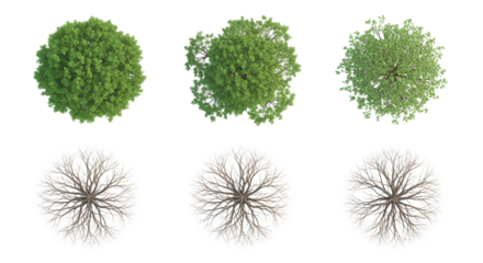 Top View Green and Bare Tree Set Isolated on White Background