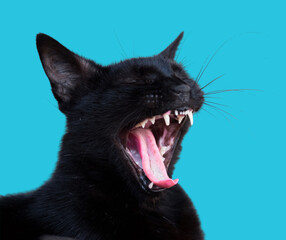 funny cats in isolate blue color backgrounds