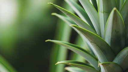 Macro close-up of fresh green pineapple crown leaves with blurred tropical nature background