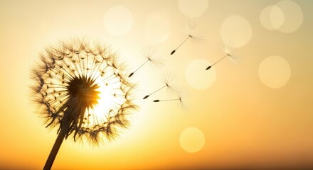A dandelion seed head with seeds flying away against a blurred sunset background.