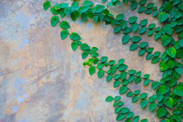 Green Creeper Plant on the Wall, Backgrounds and Texture.
