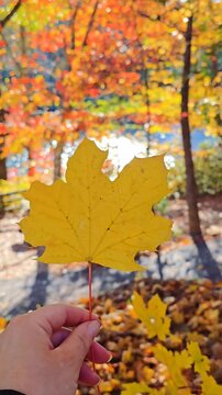 Сolorful autumn foliage. A beautiful view on a sunny autumn day.  A woman's hand is holding a maple leaf.