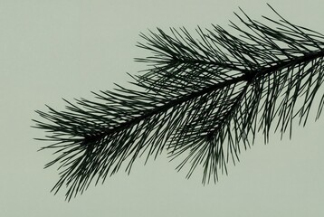 Single dark green pine branch silhouette isolated on a plain light grey background