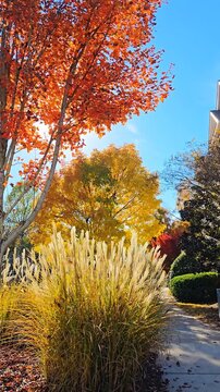 Colorful autumn foliage. A beautiful view on a sunny autumn day. The wind is rustling the autumn leaves.