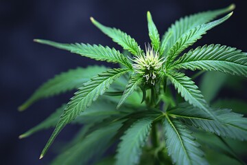 Close-up of a vibrant green cannabis plant with serrated leaves and an emerging bud with white pistils against a dark blurred background, calm and serene