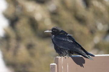 Obraz premium A common raven wearing a gps transmitter device and is also banded for research. Taken January, 28, 2022