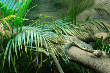 A lizard in the tree