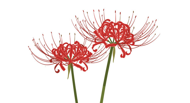 Two beautiful red spider lily flowers, also known as Lycoris radiata or higanbana, with long stamens on green stems.