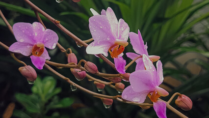 Phalaenopsis pulcherrima orchid plant, landscape view, nature and cool