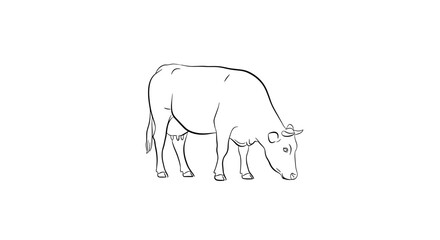 Obraz premium A black and white line drawing of a cow standing on a looking down