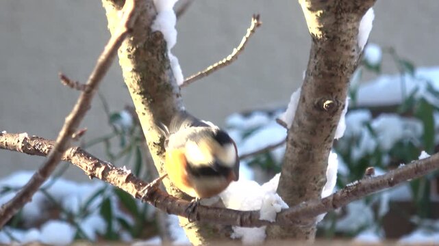 雪の中、木の枝に止まり、脂身を食べて飛び立つヤマガラ  冬の野鳥  4K