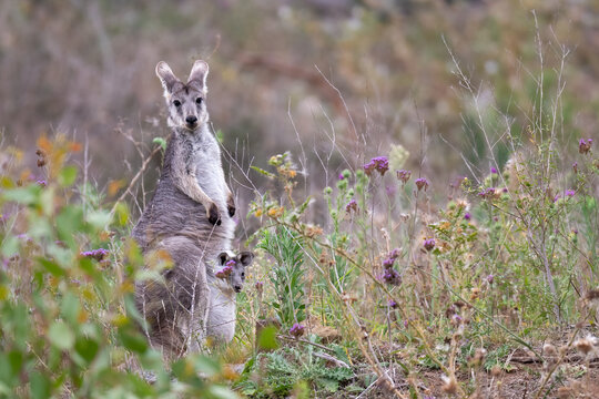 Female common wallaroo (Osphranter robustus) with joey, Sydney, NSW. Australian marsupial portrait.