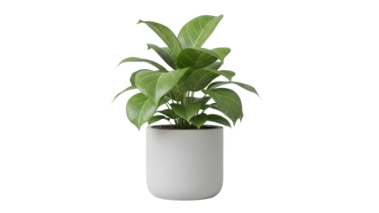 Lush Green Houseplant in Simple White Ceramic Pot isolated PNG with Transparent Background