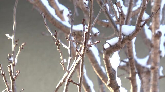 雪の中、木の枝に止まり、脂身を食べて飛び立つヤマガラ  冬の野鳥  4K