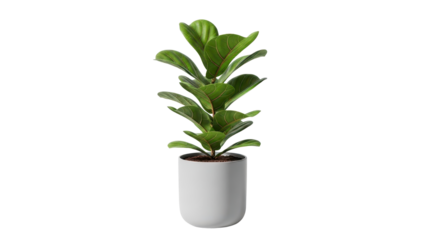 Minimalist Potted Fiddle Leaf Fig Plant Product Shot isolated PNG with Transparent Background