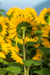 Sunflower fields during summer day