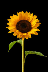 Sunflower on dark background studio