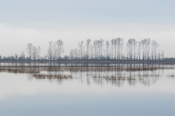 bare trees reflecting in a lake with mist