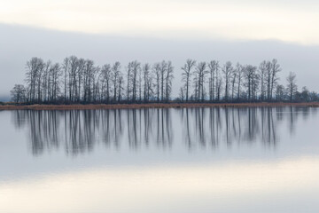 bare trees reflecting in a lake with mist
