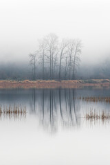 bare trees reflecting in a lake with mist