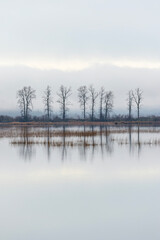 bare trees reflecting in a lake with mist
