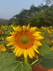 Close-up photograph of a bright yellow sunflower captured in natural daylight in India. The image highlights fine details of the petals and central disc, showcasing the flower&rsquo;s vibrant color, texture