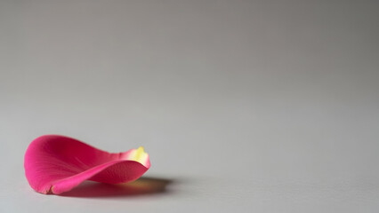 Single pink rose petal resting on soft gray surface with gentle shadow and subtle yellow base