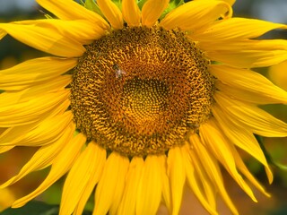 Close-up photograph of a bright yellow sunflower captured in natural daylight in India. The image highlights fine details of the petals and central disc, showcasing the flower&rsquo;s vibrant color, texture