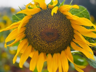 Close-up photograph of a bright yellow sunflower captured in natural daylight in India. The image highlights fine details of the petals and central disc, showcasing the flower&rsquo;s vibrant color, texture