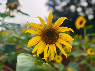 Close-up photograph of a bright yellow sunflower captured in natural daylight in India. The image highlights fine details of the petals and central disc, showcasing the flower&rsquo;s vibrant color, texture