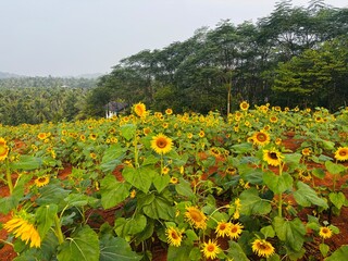 Close-up photograph of a bright yellow sunflower captured in natural daylight in India. The image highlights fine details of the petals and central disc, showcasing the flower&rsquo;s vibrant color, texture
