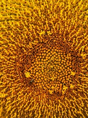 Close-up photograph of a bright yellow sunflower captured in natural daylight in India. The image highlights fine details of the petals and central disc, showcasing the flower&rsquo;s vibrant color, texture