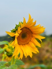 Close-up photograph of a bright yellow sunflower captured in natural daylight in India. The image highlights fine details of the petals and central disc, showcasing the flower&rsquo;s vibrant color, texture