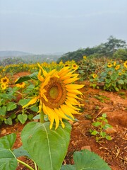 Close-up photograph of a bright yellow sunflower captured in natural daylight in India. The image highlights fine details of the petals and central disc, showcasing the flower&rsquo;s vibrant color, texture