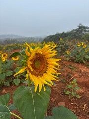 Close-up photograph of a bright yellow sunflower captured in natural daylight in India. The image highlights fine details of the petals and central disc, showcasing the flower&rsquo;s vibrant color, texture