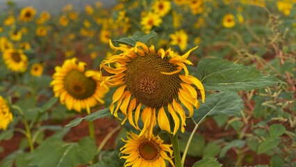 Close-up photograph of a bright yellow sunflower captured in natural daylight in India. The image highlights fine details of the petals and central disc, showcasing the flower&rsquo;s vibrant color, texture