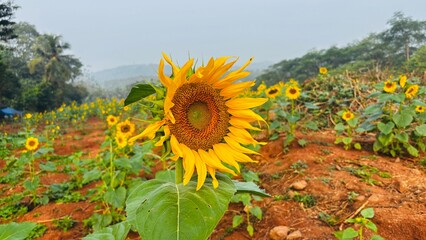 Close-up photograph of a bright yellow sunflower captured in natural daylight in India. The image highlights fine details of the petals and central disc, showcasing the flower&rsquo;s vibrant color, texture