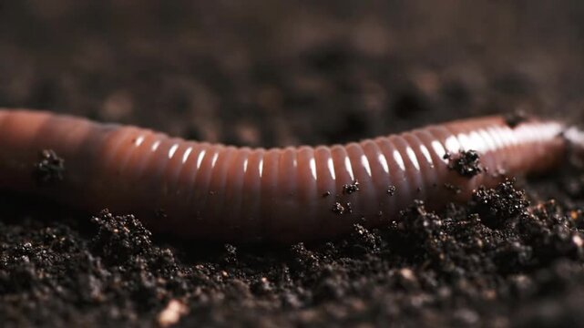 A close-up shot of an earthworm crawling slowly on a dark soil surface, showcasing its segmented body in slow motion